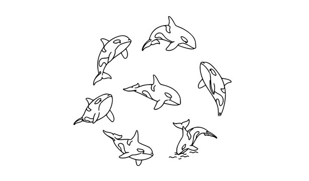 Isometric Outline Orca Whale Icon Collection Marine Life Vector Set