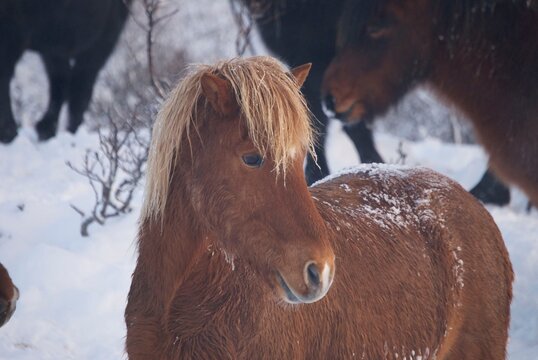 A wild Icelandic Horse