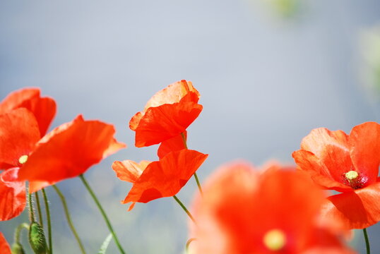 Macro shot of poppies by a river