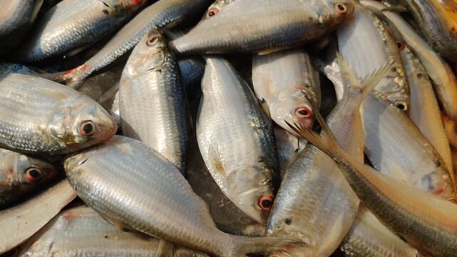 4k video of The ilish (Tenualosa ilisha) (Bengali: ইলিশ, romanized: iliś).