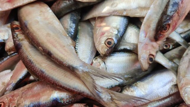 4k video of seafood at dock