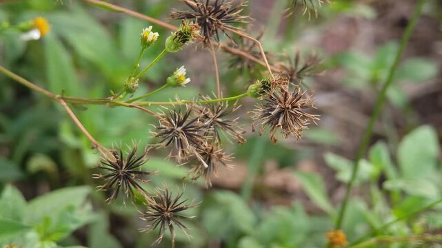 Bird's nest flower, white flower, seeds.