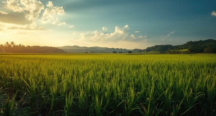Watered rice field landscape capturing new season growth and sunny blue sky atmosphere