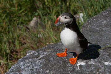 Fototapeta premium Atlantic Puffin (Fratercula arctica) with fish at Runde island (Norway)