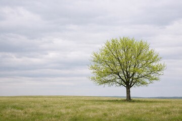 Fototapeta premium Lone green tree in open grassy field under cloudy sky landscape symbolizing solitude and simplicity
