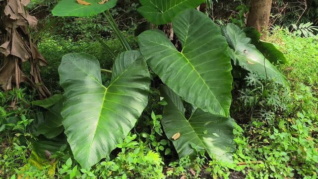 Giant Green Elephant Ear Leaves in Tropical Jungle Garden, Alocasia Macrorrhizos Close-up Exotic Foliage Background