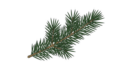 Obraz premium A realistic and detailed vector illustration of a single green fir or pine tree branch with sharp needles, perfect for Christmas designs.