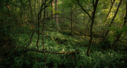 Obraz premium overhead perspective of a thriving woodland ecosystem with diverse trees and plants