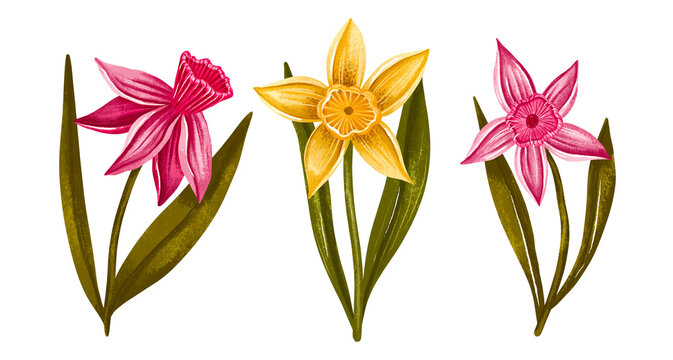 Hand Drawn Spring Daffodil and Narcissus Flowers Set &ndash; Pink and Yellow Botanical Illustration with Detailed Petals, Isolated Floral Clip Art