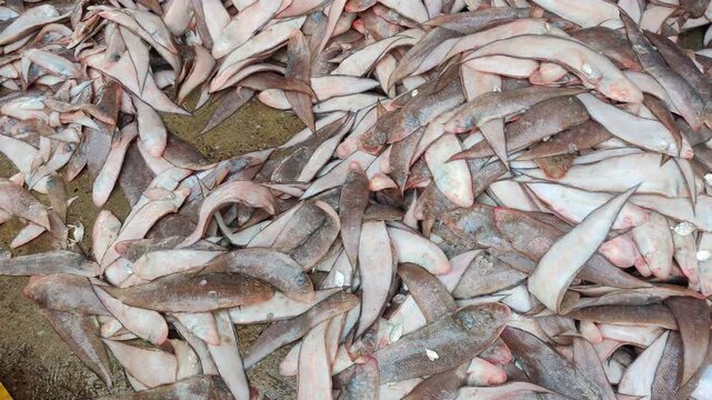 4k video of leaf fish cought by fisheman.