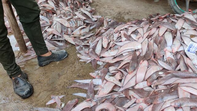 4k video of leaf fish cought by fisheman.