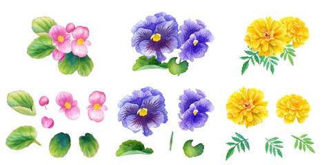 春の花苗３種（ベゴニア、パンジーマリーゴールド）の水彩イラストセット
