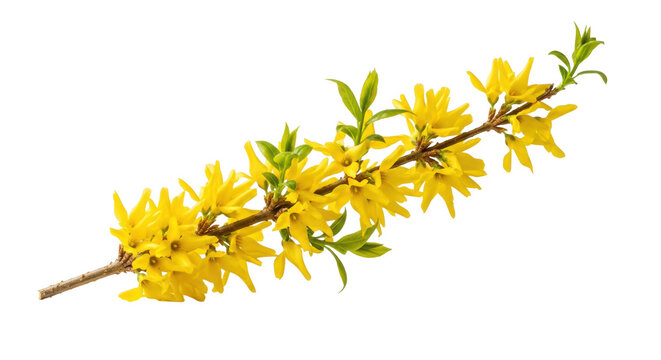 Elegant forsythia branch with vibrant yellow flowers and new green leaves, captured with macro detail against a seamless bright white background, diagonal composition, concept of spring's arrival