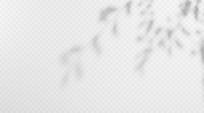 Soft blurred shadow overlay of abstract twig on transparent background