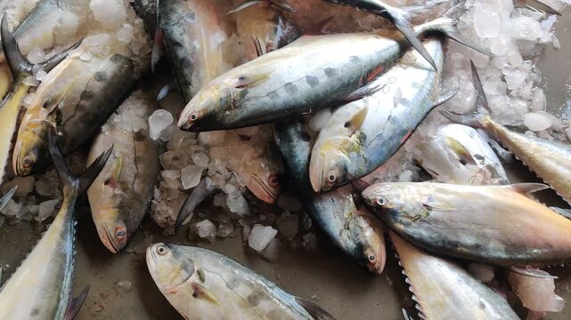 4k video of Tuna.