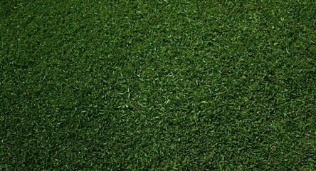 Obraz premium Sunshine-filled backdrop featuring fresh cut green golf grass texture