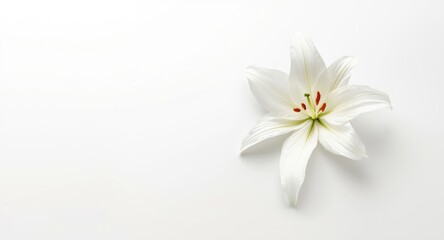 Fototapeta premium Editorial header background with a fresh lily flower on clean white surface