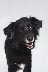 Fototapeta premium Black dog stands with a happy expression on a plain background during a studio session