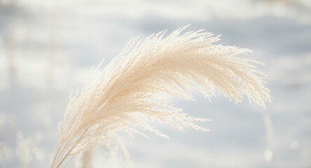 Boho styled dried pampas grass with soft plant abstraction in a white winter background