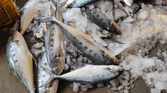 4k video of seafood at dock