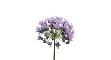 Mealy sage flower cluster in full bloom displayed on white background with clipping path