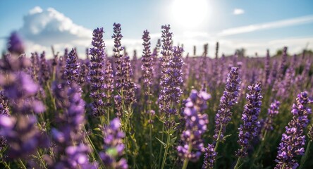 Fototapeta premium Purple wildflowers shining amidst blooming lavender flowers on a bright sunlit day