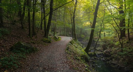 Obraz premium peaceful trail meandering in a dense woodland environment