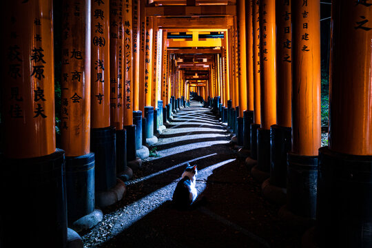 View of vibrant vermillion torii gates stretch into the distance, casting long shadows on the path where a cat sits, Fushimi Inari, Kyoto, Japan.