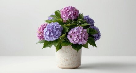Naklejka premium Hydrangea plant in pot with vibrant purple and pink flower clusters and lush green foliage on white