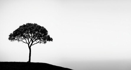Monochrome wallpaper showcasing a lone tropical tree silhouette with detailed leaf motifs creating a captivating nature background