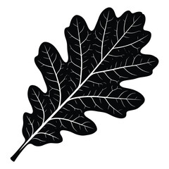 Obraz premium A detailed black and white illustration of a single oak leaf