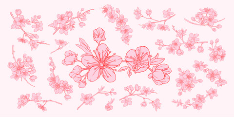Hand drawn branch of sakura with blooms, flowers, leaves, petals. Botanical composition for card, invitation, logo, fabric print, packaging. Red, pink spring flowers. Chinoiserie style. © olechkaart