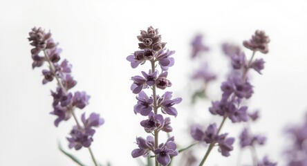 Obraz premium Purple-tinted clary sage blooms presenting herbaceous charm on white setting