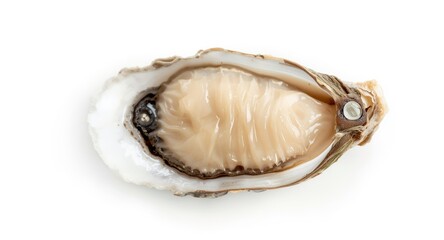 Succulent Fine de Claire oyster showing dense creamy texture set against a bright clean backdrop with copy space