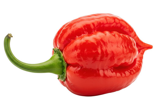 Bright red scotch bonnet pepper isolated on transparent background