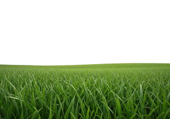 Obraz premium Vast green grass field under a white sky isolated on transparent background