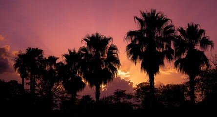 Evening sunset casting palm tree outlines