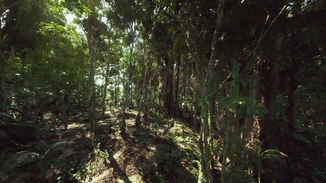 Primeval forest interior with diverse plant layers, thick trunks and complex vine network, untouched atmosphere signaling ancient habitat and strong