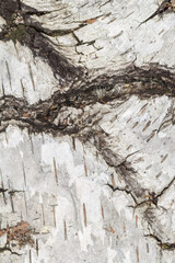 Kora brzozy w zbliżeniu jako naturalne tło – biała tekstura drewna z ciemnymi pęknięciami i wzorem.