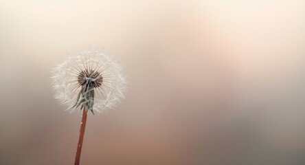 Obraz premium Macro photography of wet dandelion seed set against calm dreamy background featuring copy space for banner