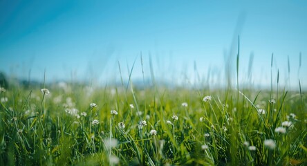 Fototapeta premium Subtle blur bottom view of a verdant meadow with little white flowers against a clear blue sky with copy space