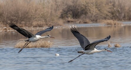 Obraz premium Winter migration flight of black stork bird over calm river basin