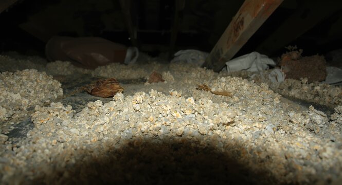 Evidence of guano infestation on thermal insulation in loft space