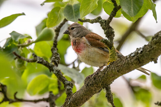 A Common Linnet (Carduelis cannabina) sits on a pear branch.