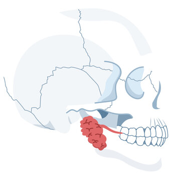 Parotid Gland