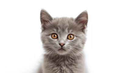 Obraz premium Engaged gray kitten with bright eyes on a minimal white background