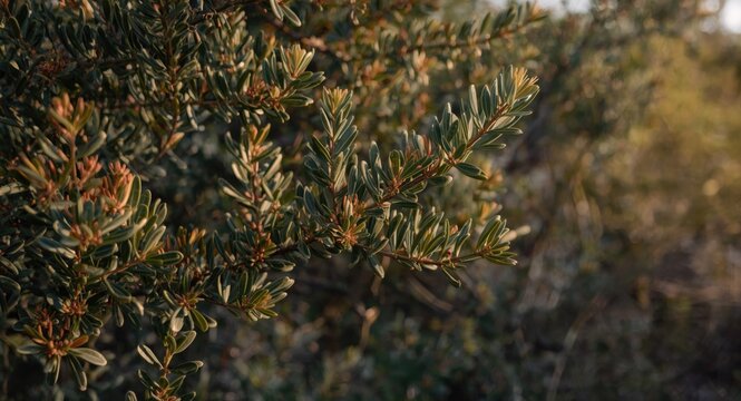 Botanical features of dioecious Pistacia lentiscus in wild environment