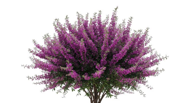 Blooming Vitex agnus castus shrub with vivid purple petals and fresh green leaves on a stark white background