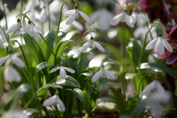 Galanthus nivalis. First spring flowers. White spring snowdrops. Fresh snowdrops in sunny forest. Snowdrop meadow. Selective focus