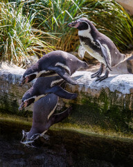 Ein Pinguin macht einen Kopfsprung ins Wasser (Mehrfachbelichtung/ Zeitraffer) © Wolfgang Knoll